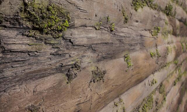 BAOBAB MOSS DEKORATİF AHŞAP DUVAR PANELİ - 2