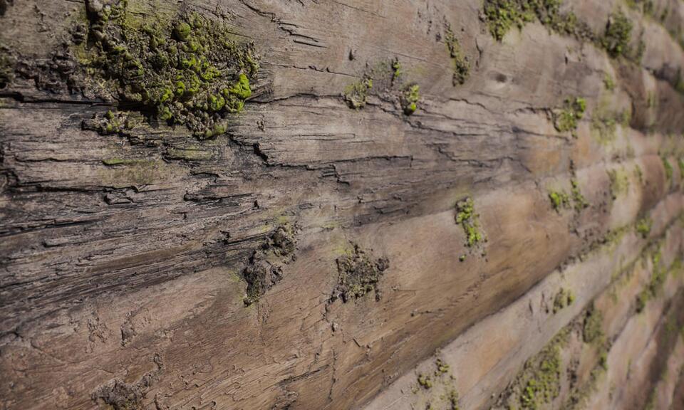 BAOBAB MOSS DEKORATİF AHŞAP DUVAR PANELİ - 2